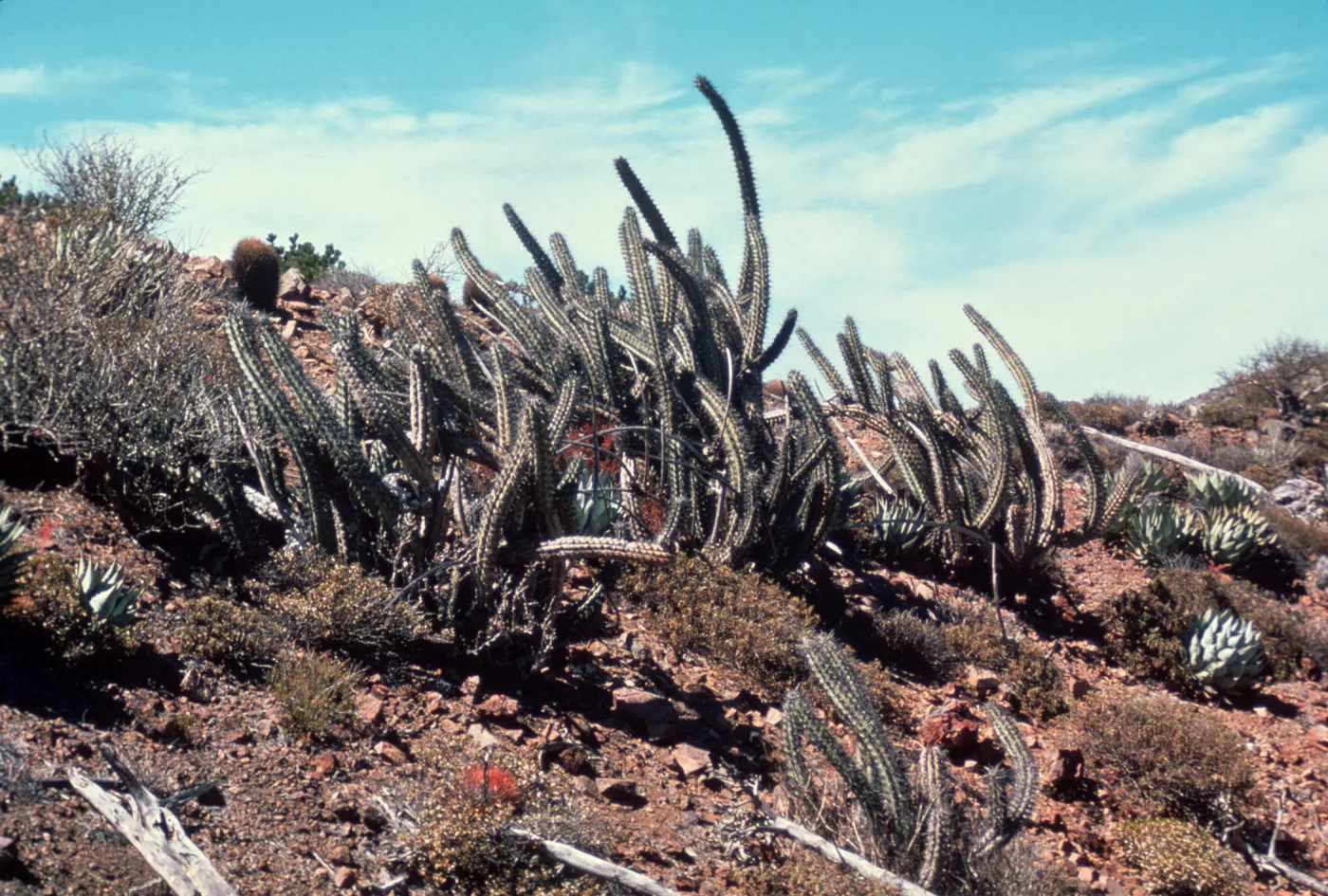 Machaerocereus gummosus, Isla de Cedros