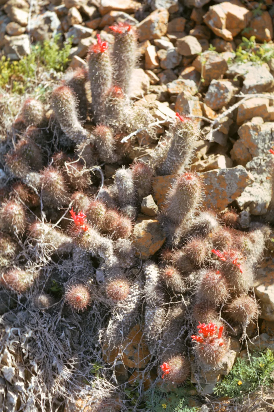 Cochemiea pondii, Natividad Island