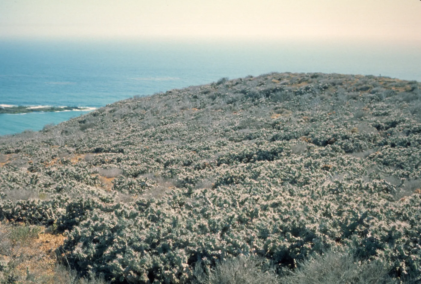Opuntia (Prickly-pear), Natividad Island