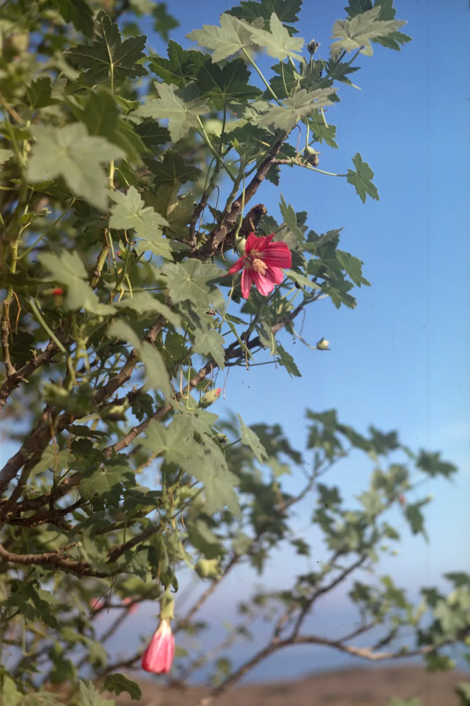 Lavatera assurgentiflora 