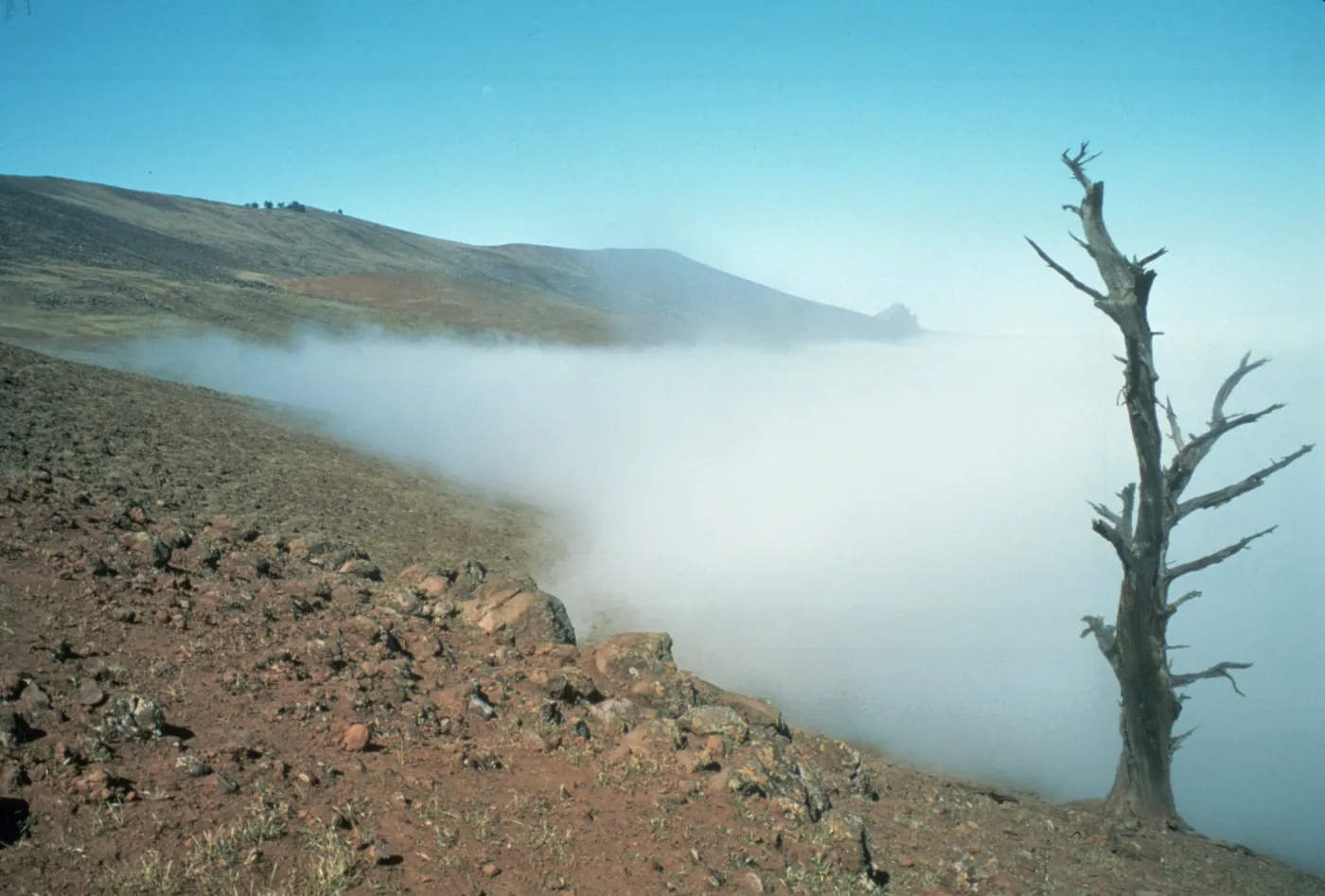 coastal fog, northeast side of Guadalupe Island