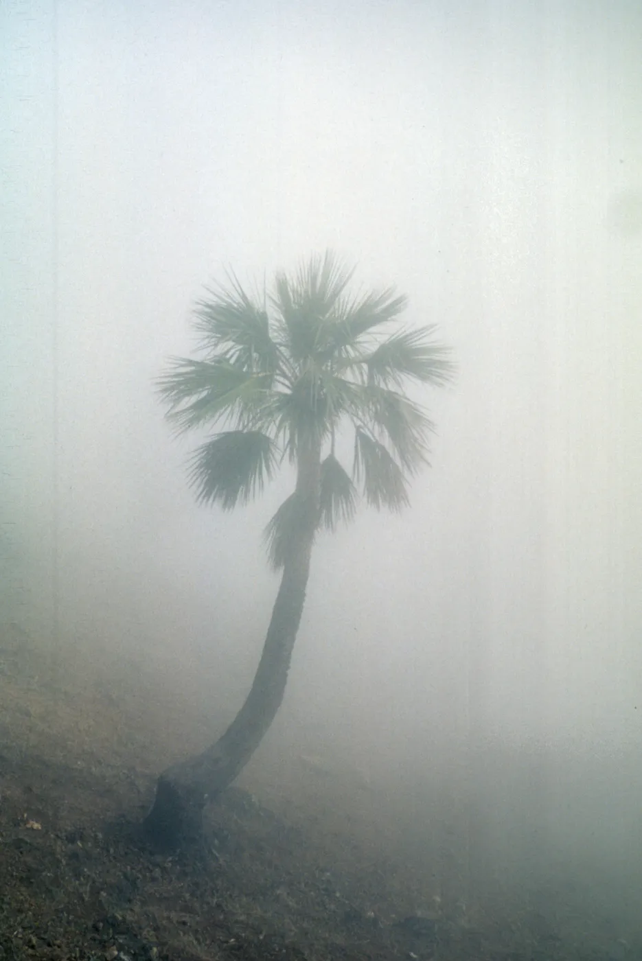 Erythea edulis in mist of clouds or fog