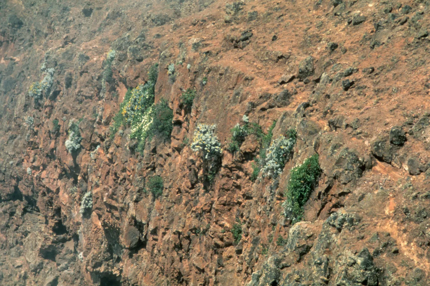 steep cliff with hanging plants, Guadalupe Island