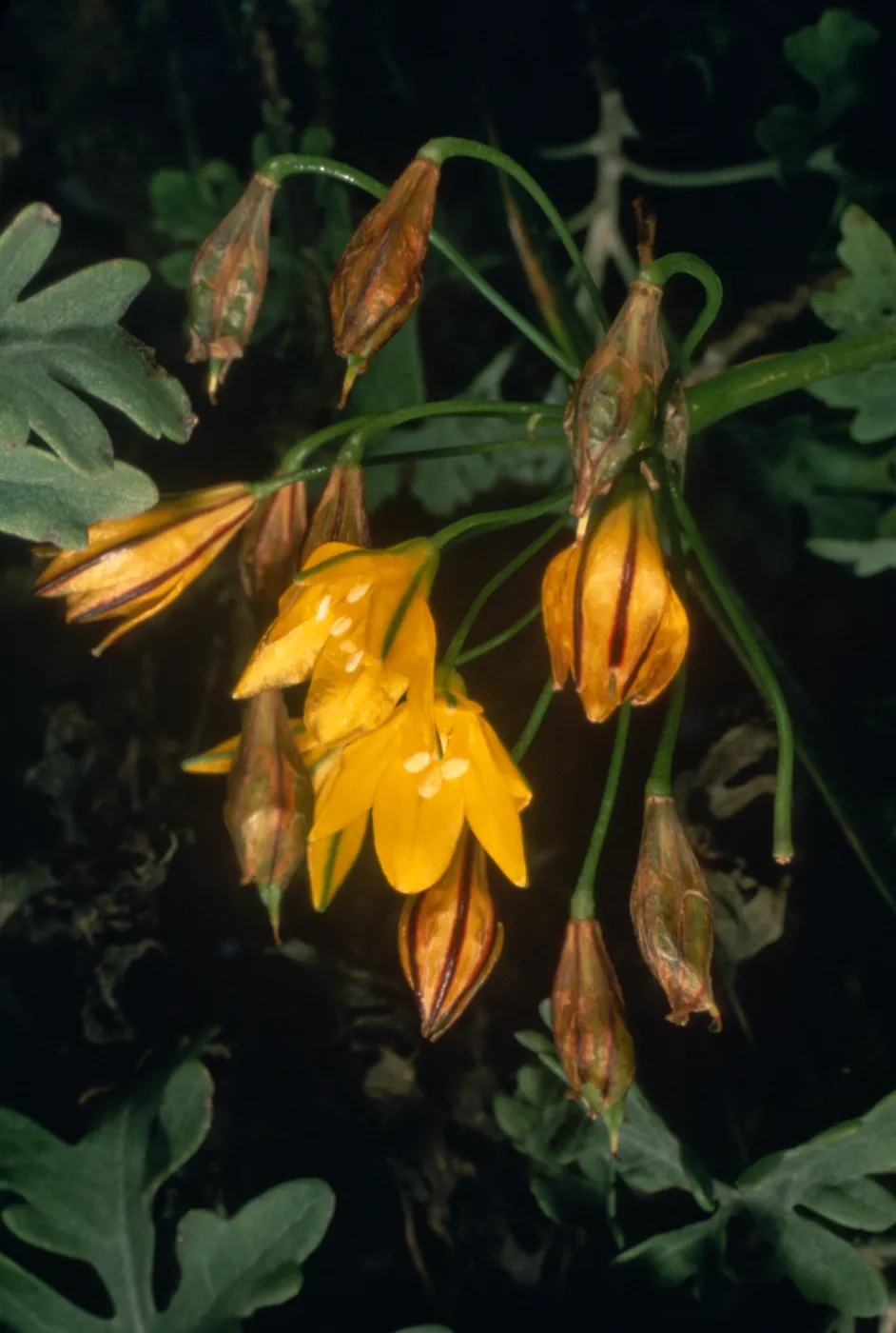 Triteleia guadalupensis, Guadalupe Island