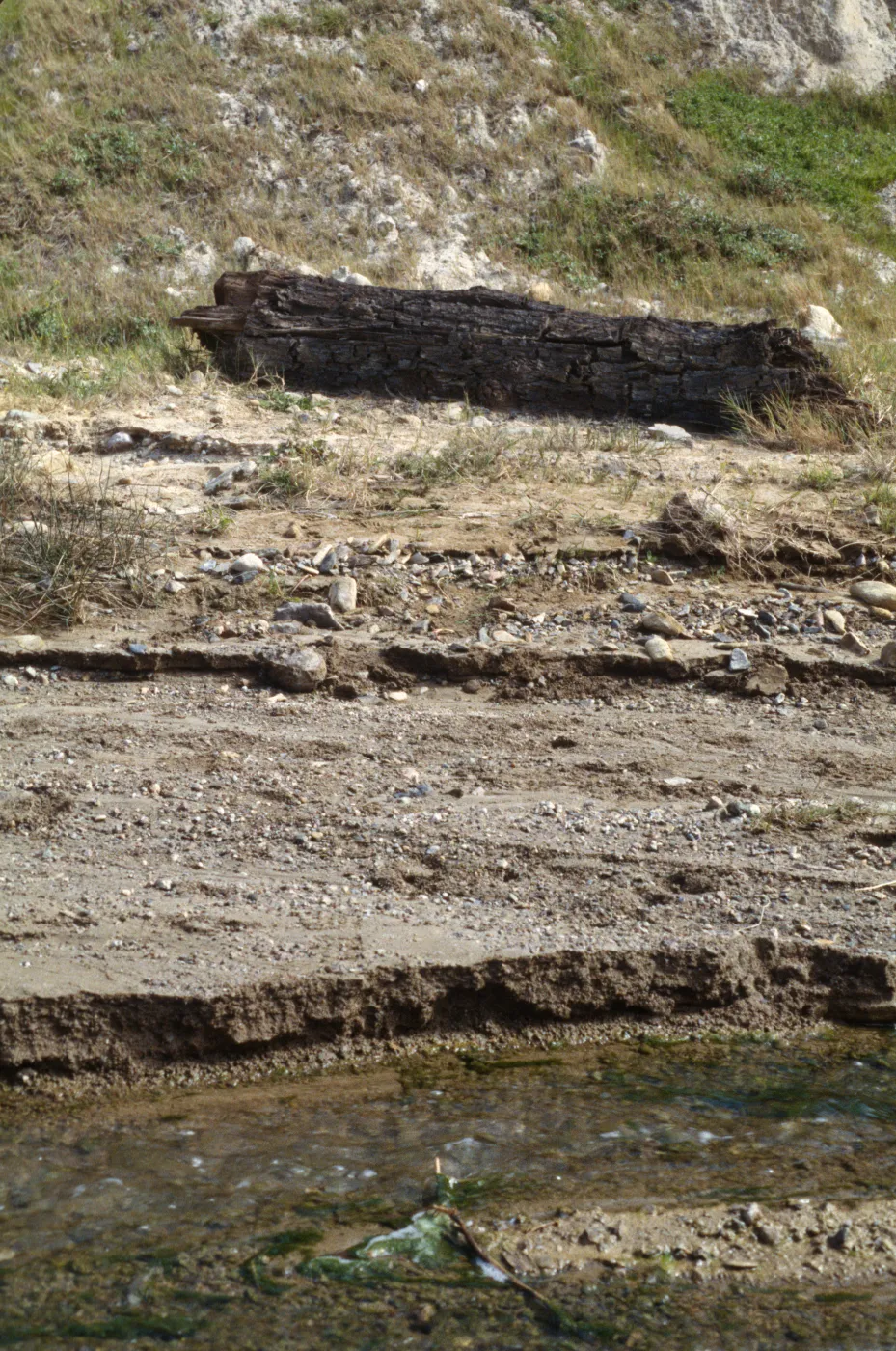 Fossil log, Canada de Los Sauces, Santa Cruz Island