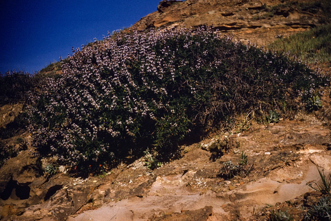 Salvia brandegeei (Brandegees Sage), Santa Rosa Island