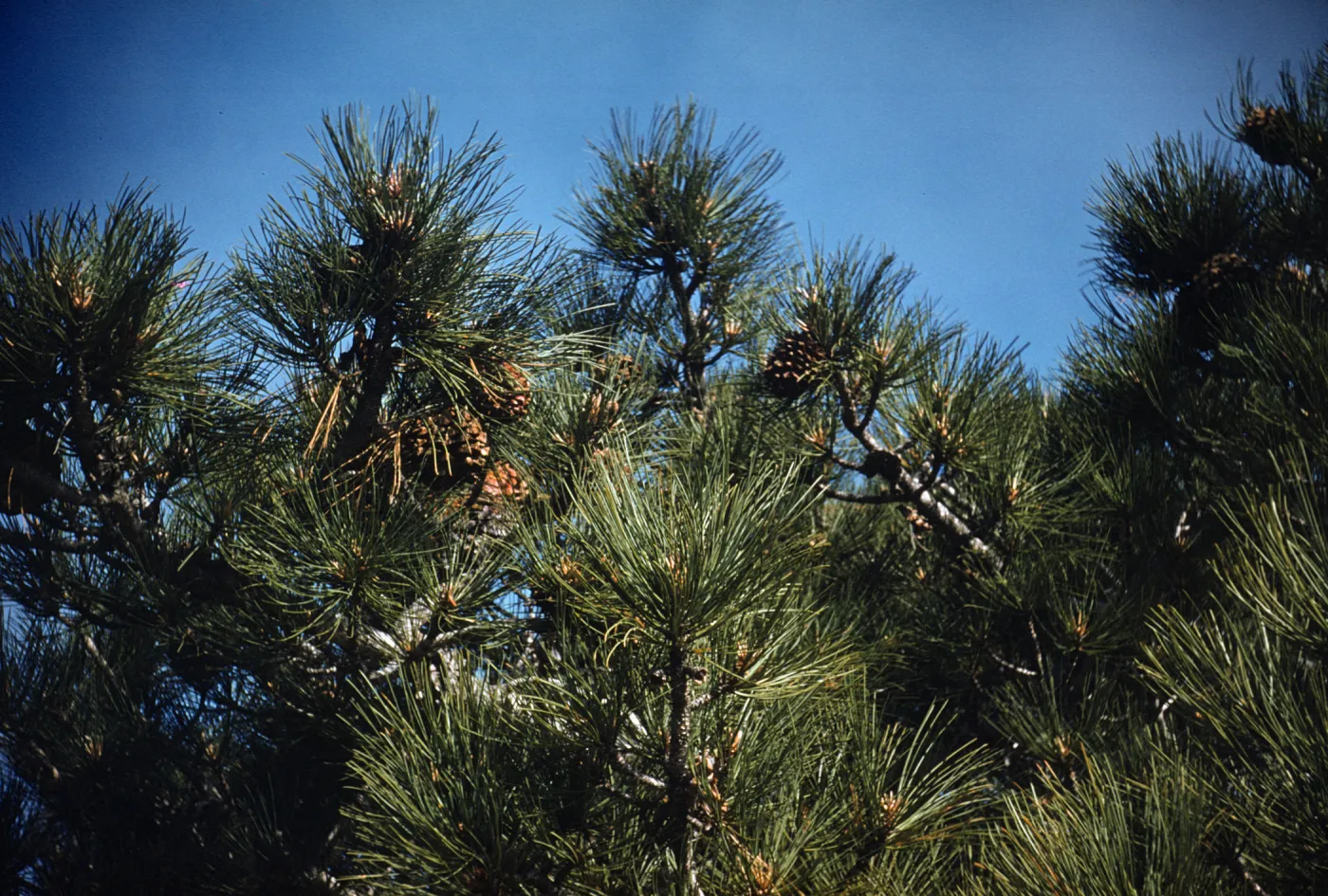 cones of Torrey Pine, Santa Rosa Island