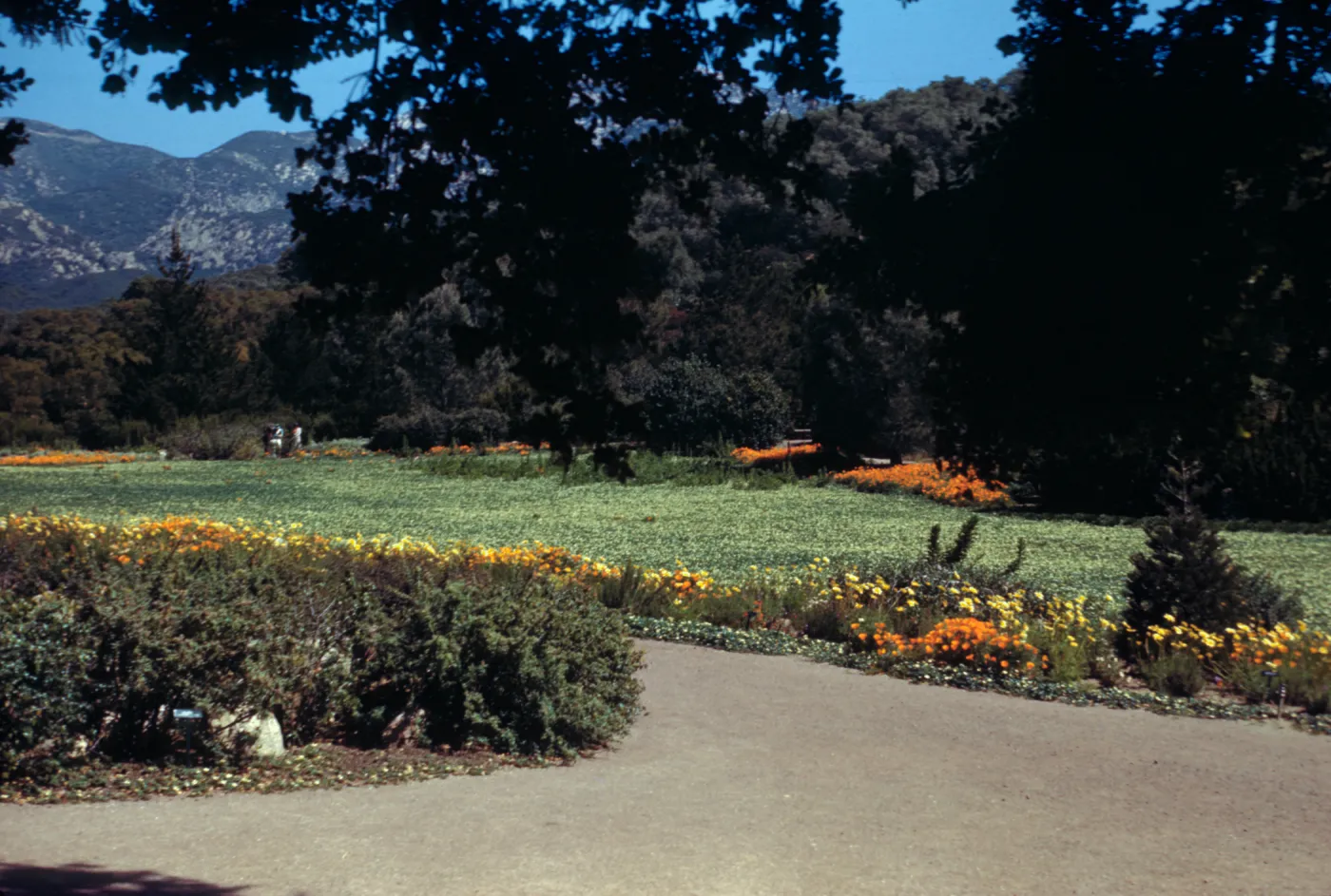 SBBG Meadow, (Meadow 1940s-1950s)