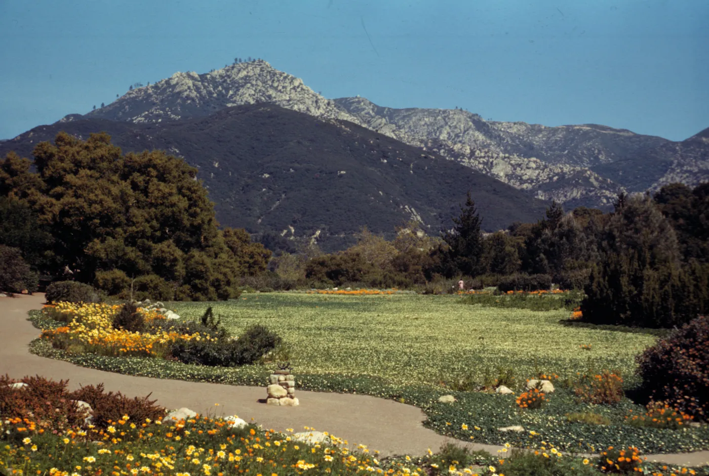 Meadow of Fragaria chiloensis, strawberry Meadow, view to La Cumbre Peak