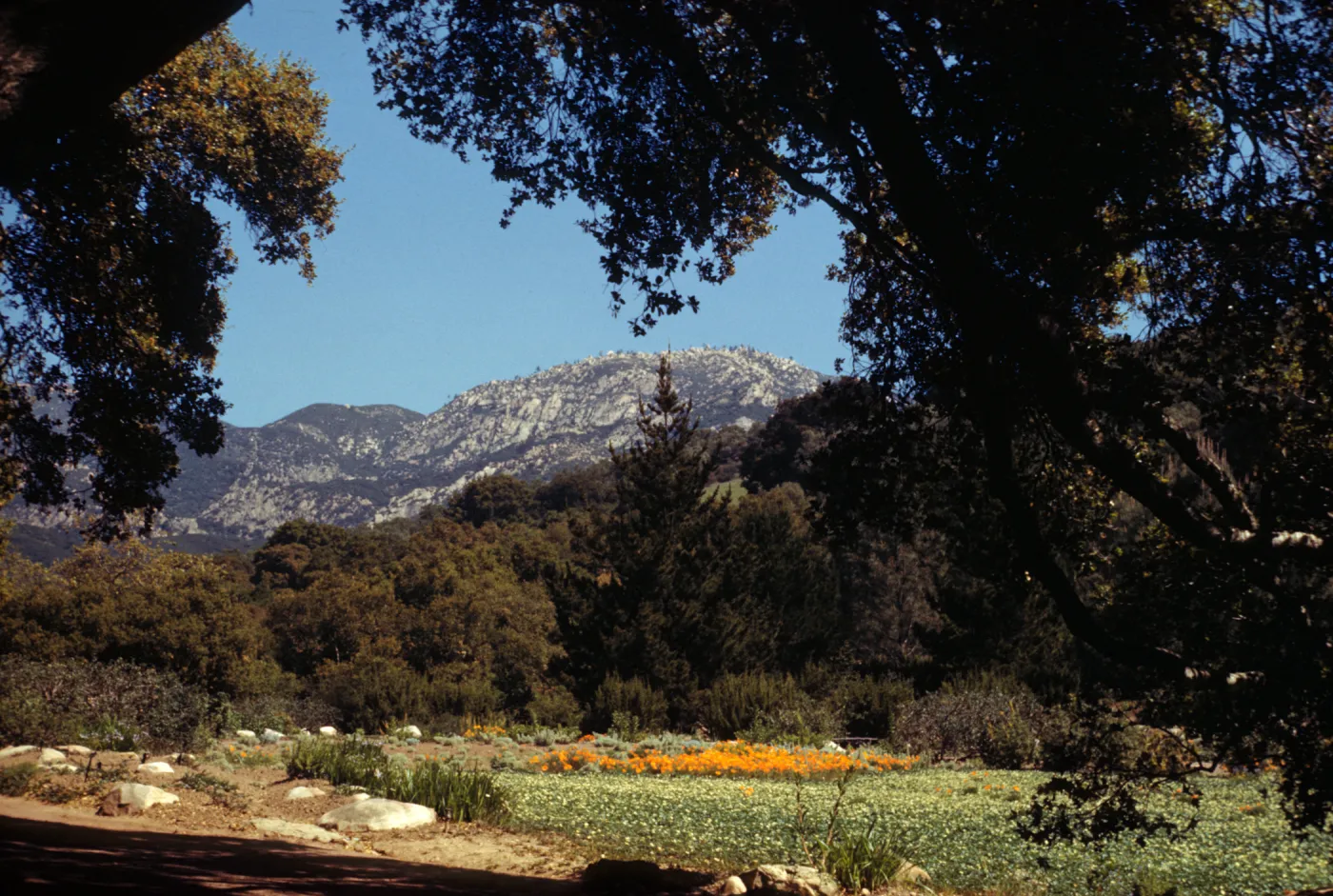 Upper edge of Strawberry Meadow, SBBG (Meadow 1940s-1950s)