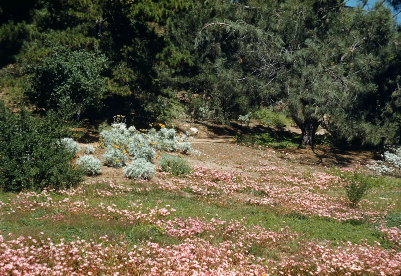 SBBG Upper Meadow, (Meadow 1940s-1950s)