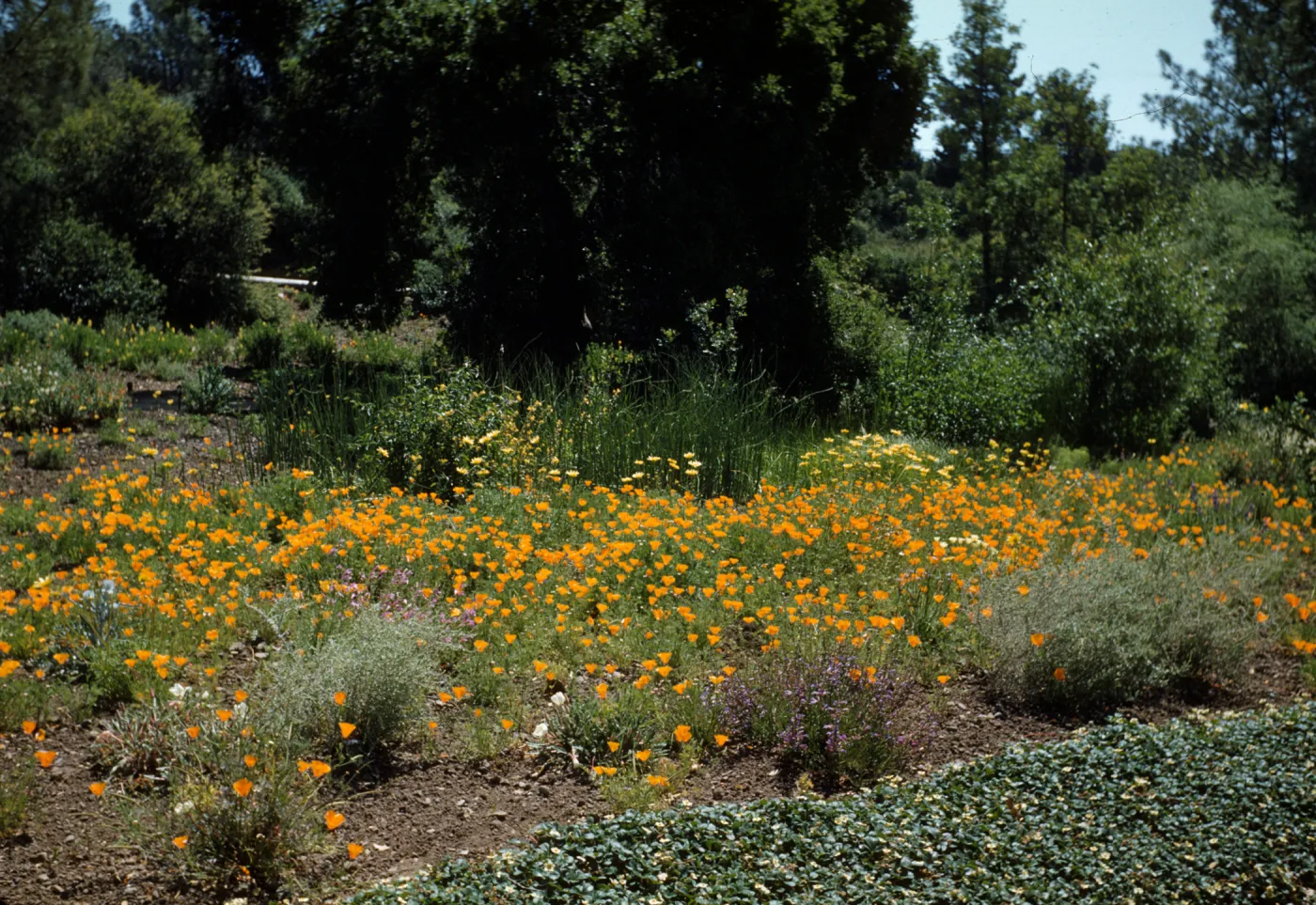 Meadow 1940s-1950s