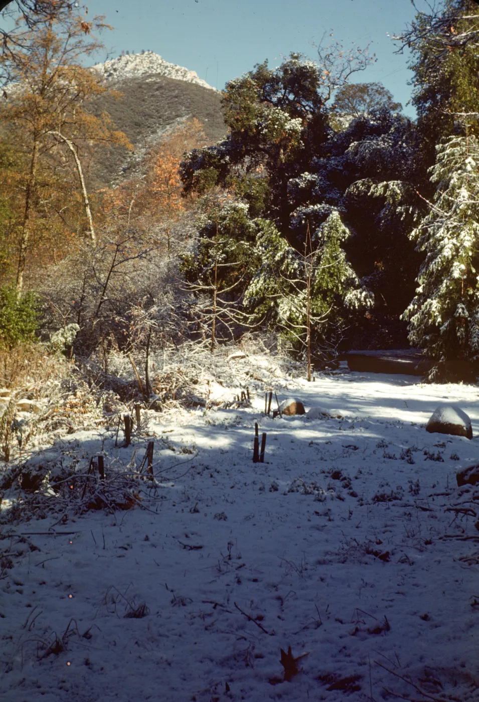 Snow in Garden, SBBG Meadow