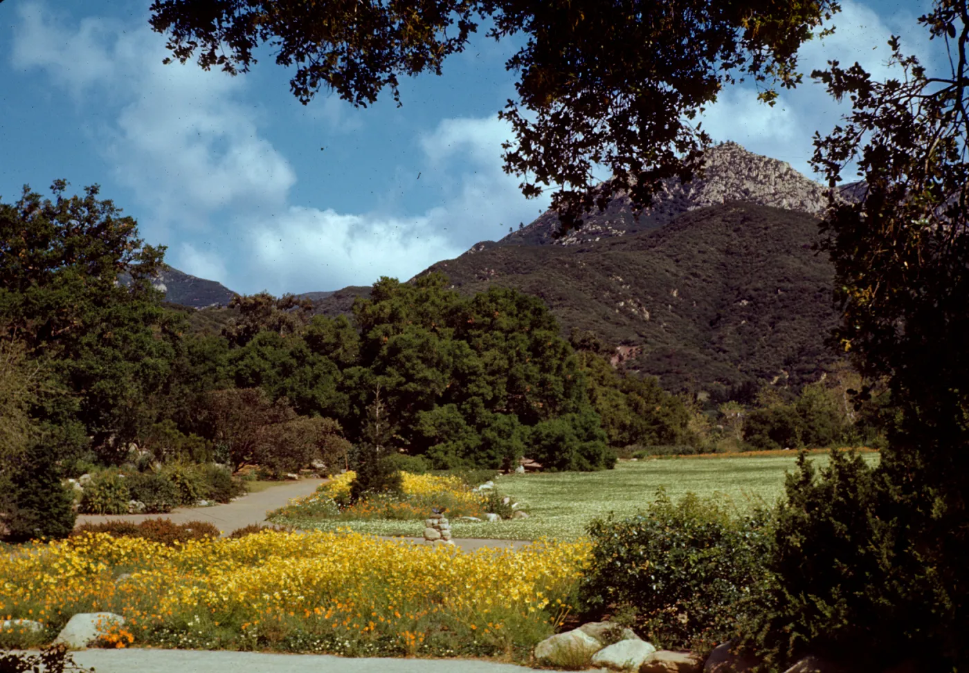 view from base of Meadow to the mountains, Meadow in bloom, 1945