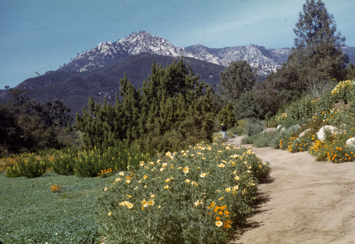 eastern edge of Meadow, Blazing star, california poppies, Coreopsis maritima