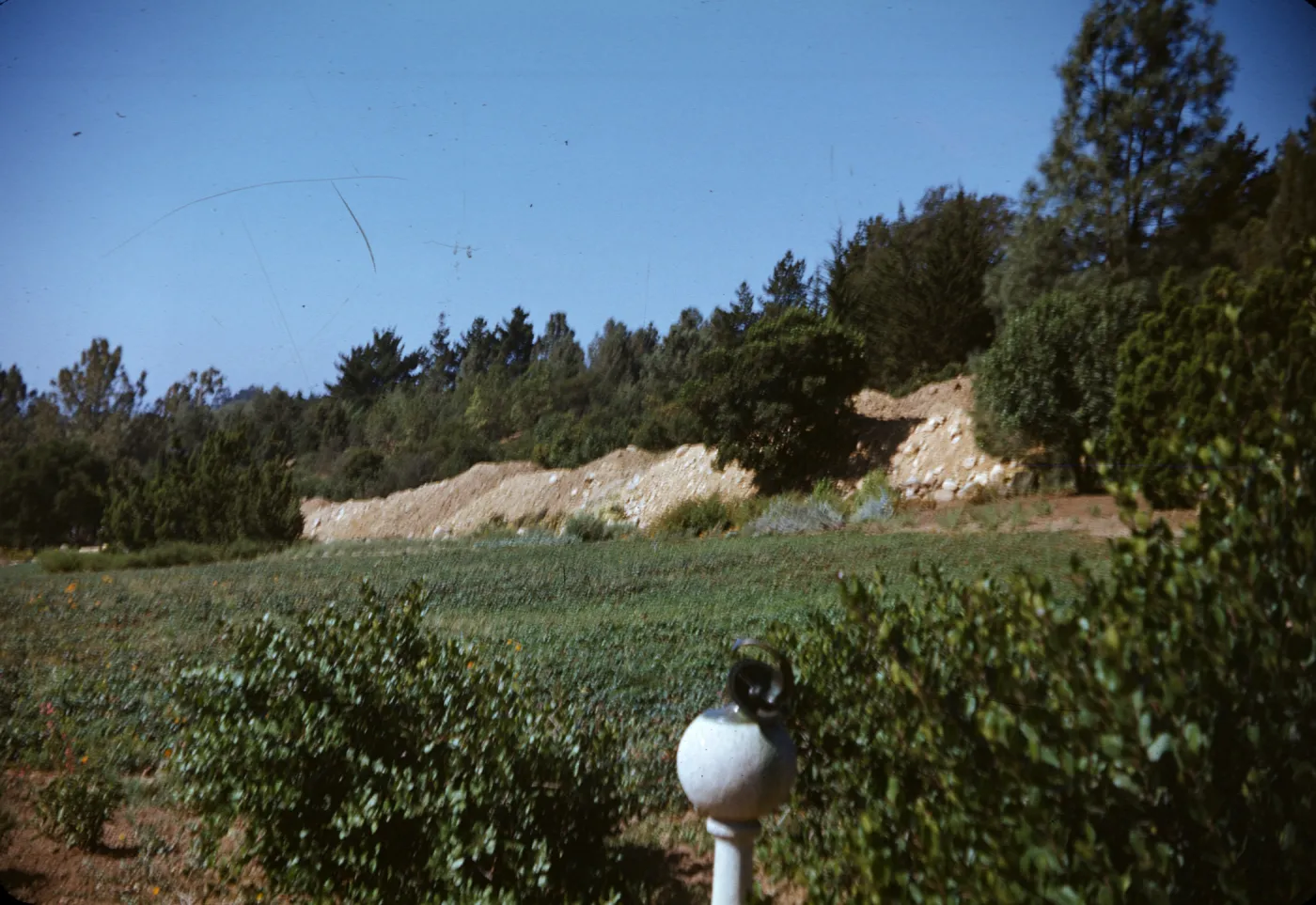 SBBG Meadow and sundial, 1940's