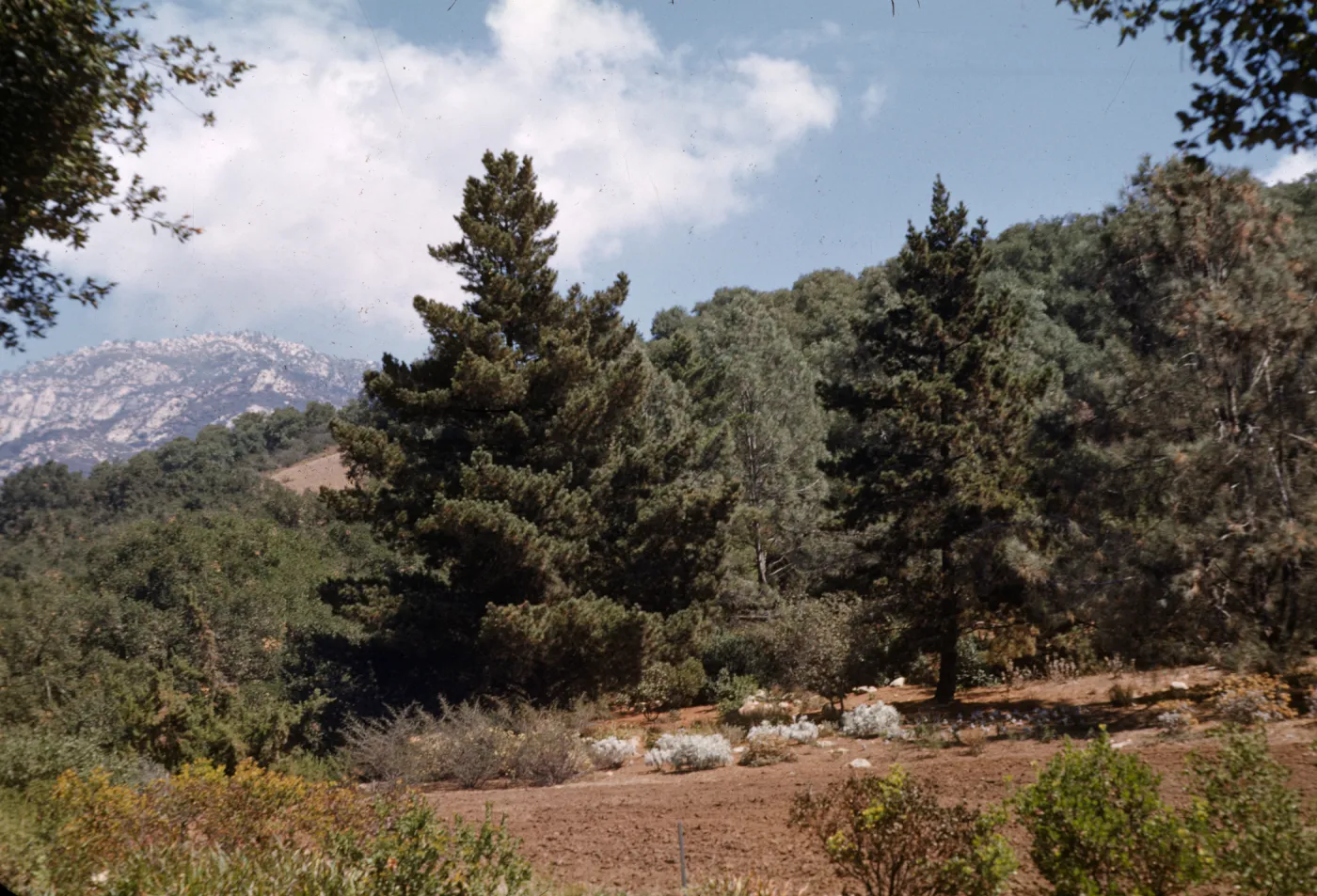 top of Meadow?
