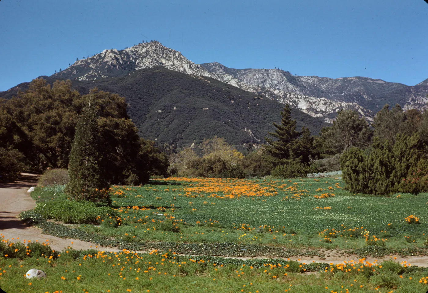 Meadow with first Strawberry flowers