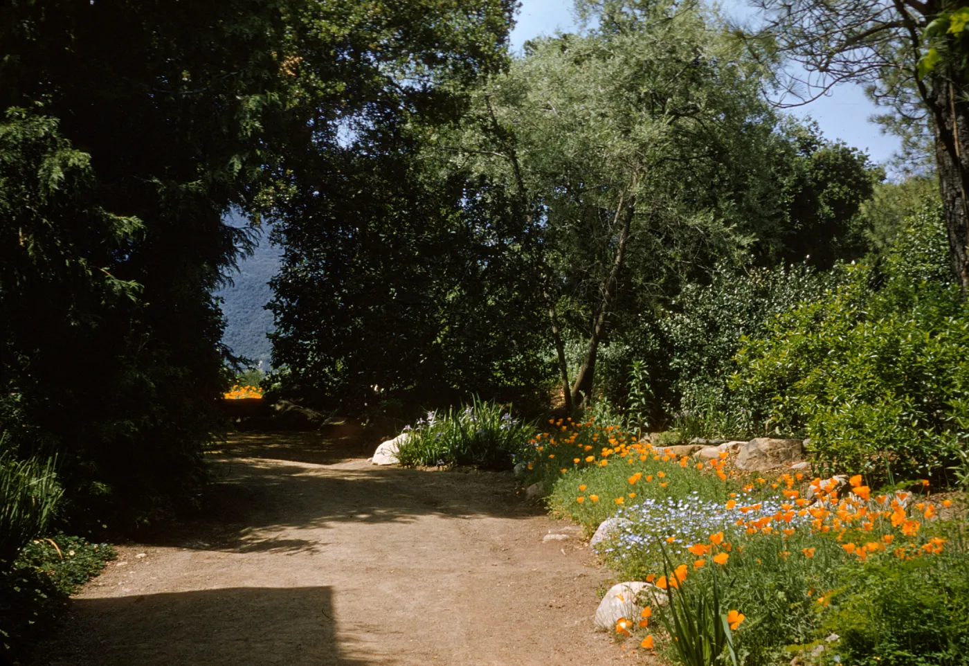 Lower meadow; (Meadow 1940s-1950s)