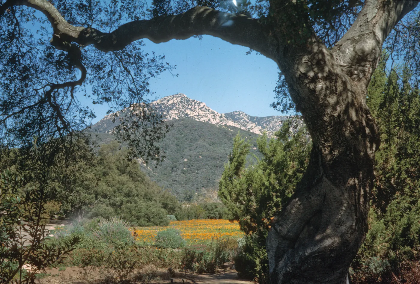 Meadow and Santa Ynez Mountain view