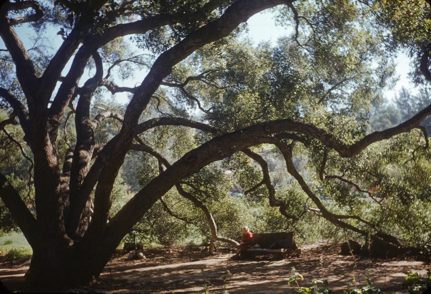 person seated on a wood bench under the meadow oaks (Coastal Live Oak)