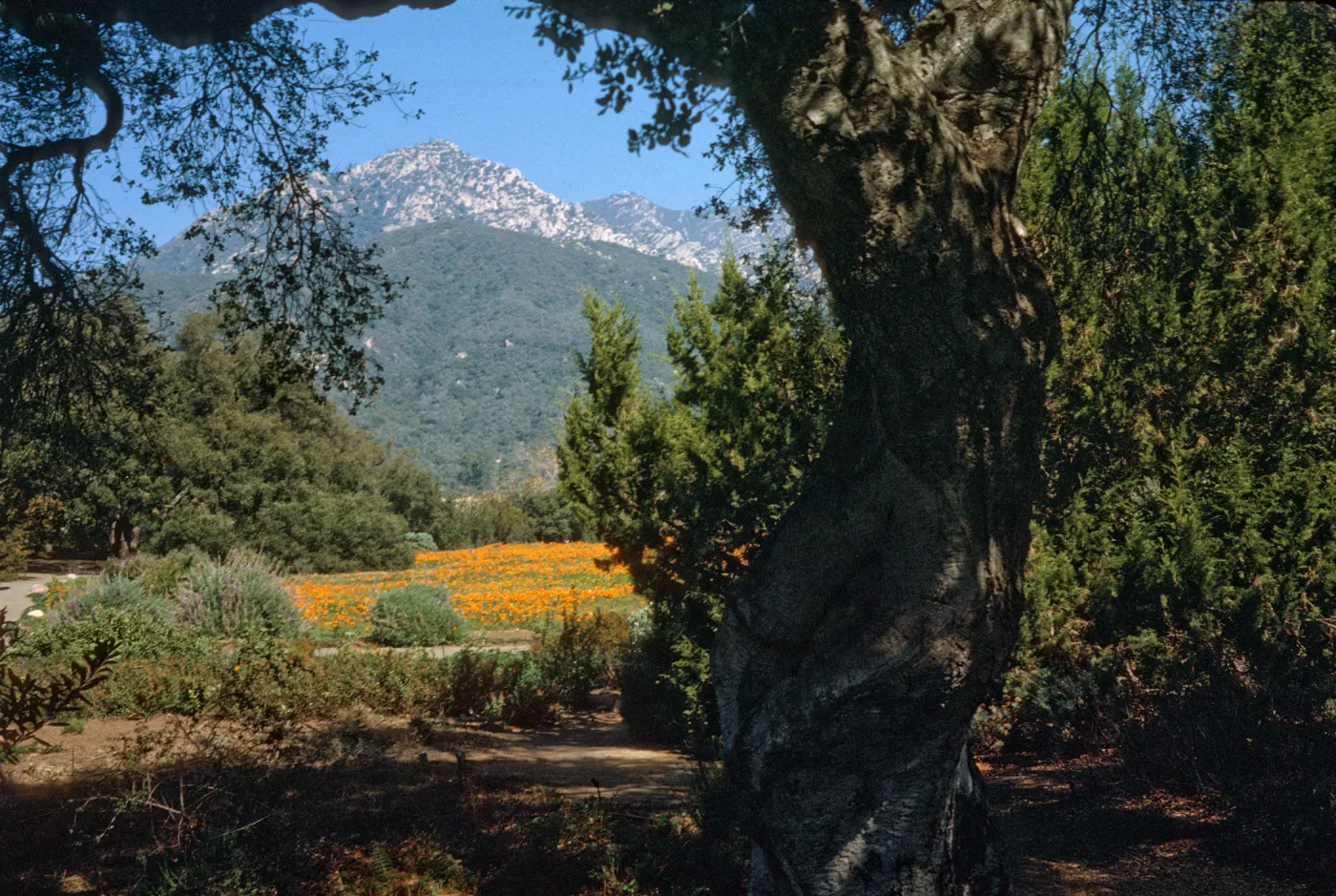 Meadow and Santa Ynez Mountain view
