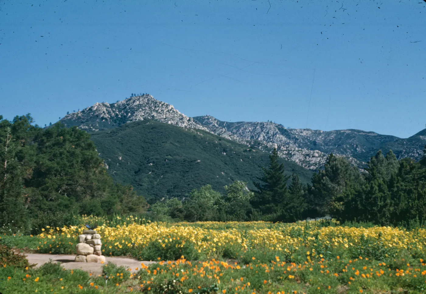Meadow; (Meadow 1940s-1950s)