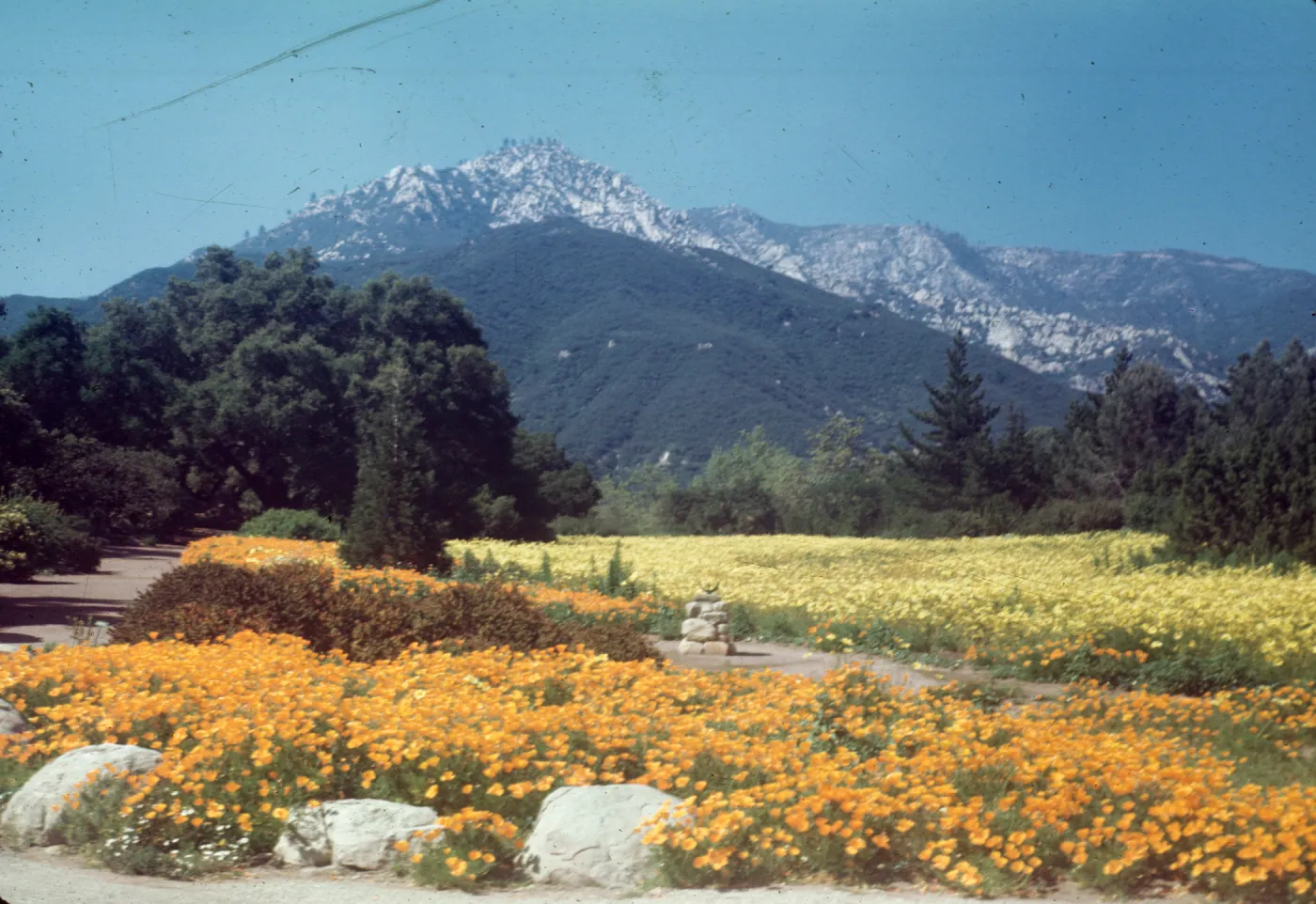 Botanic Garden Poppies & Coreopsis (Meadow 1940s-1950s)