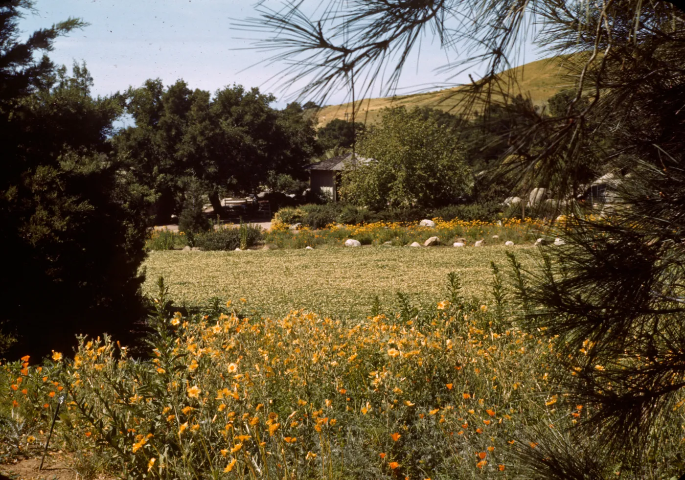 Meadow 1940s-1950s