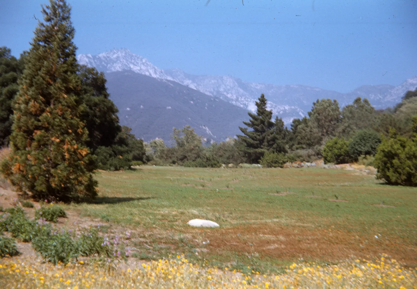 Botanic Garden Sta Barbara (Meadow 1940s-1950s)
