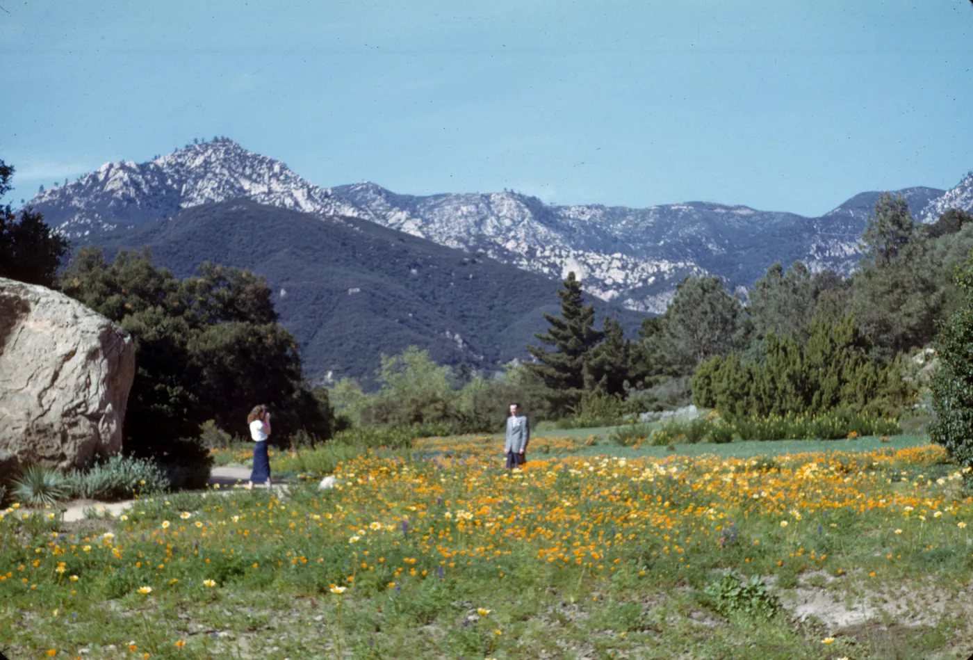 Meadow, poppies & coreopsis maritima (Meadow 1940s-1950s)