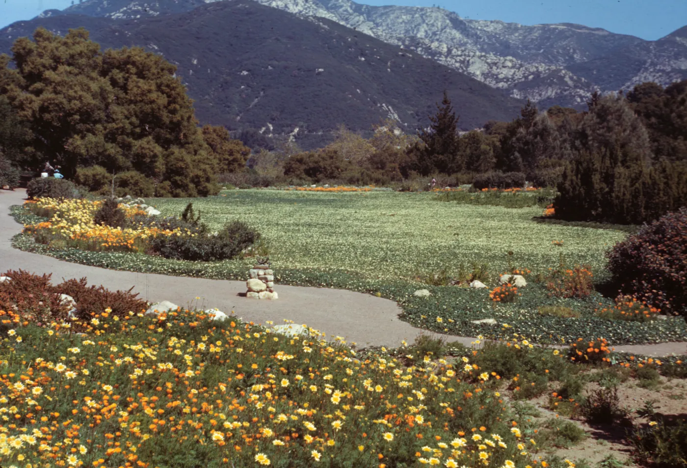 Meadow