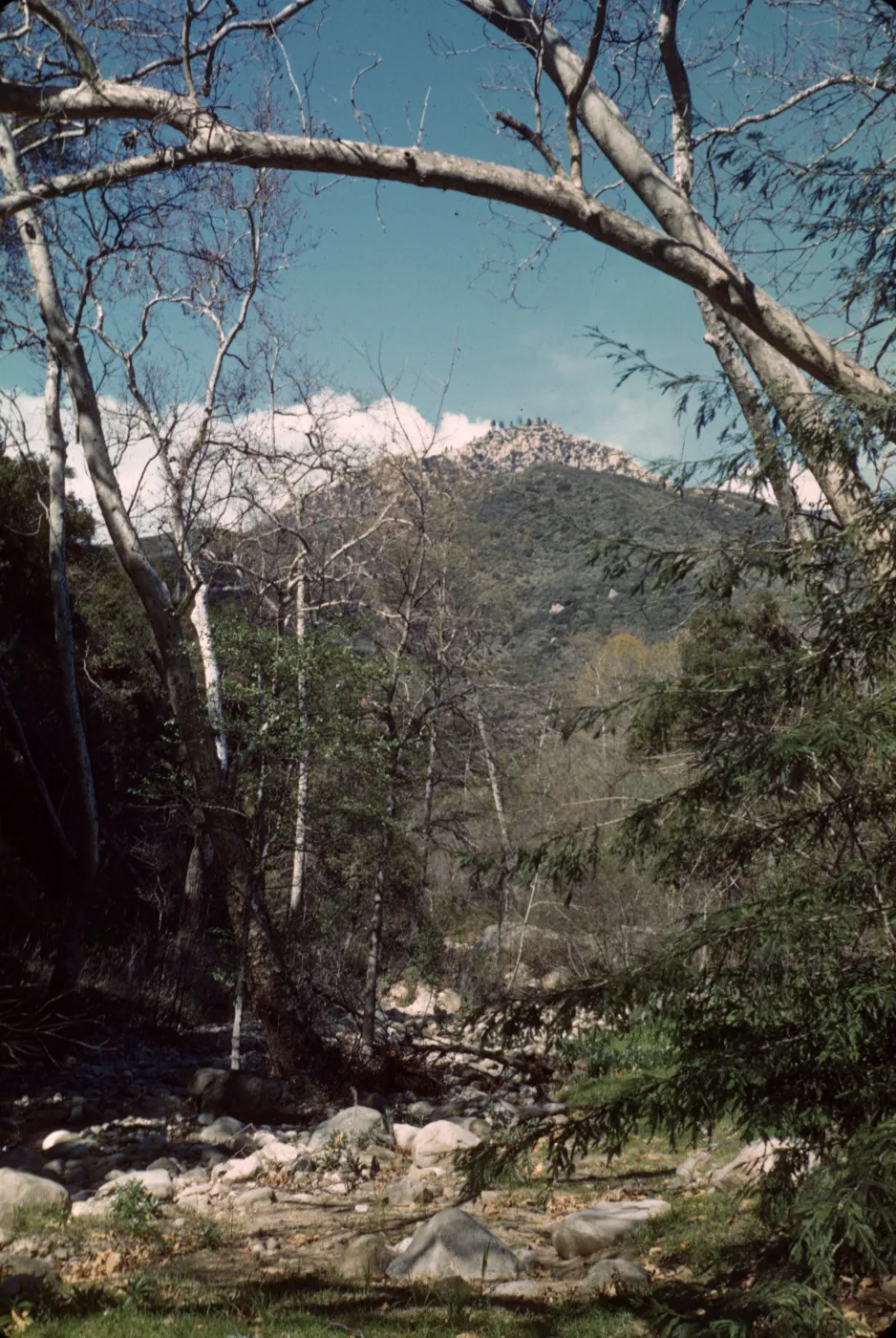 Mission Creek and redwood section, SBBG