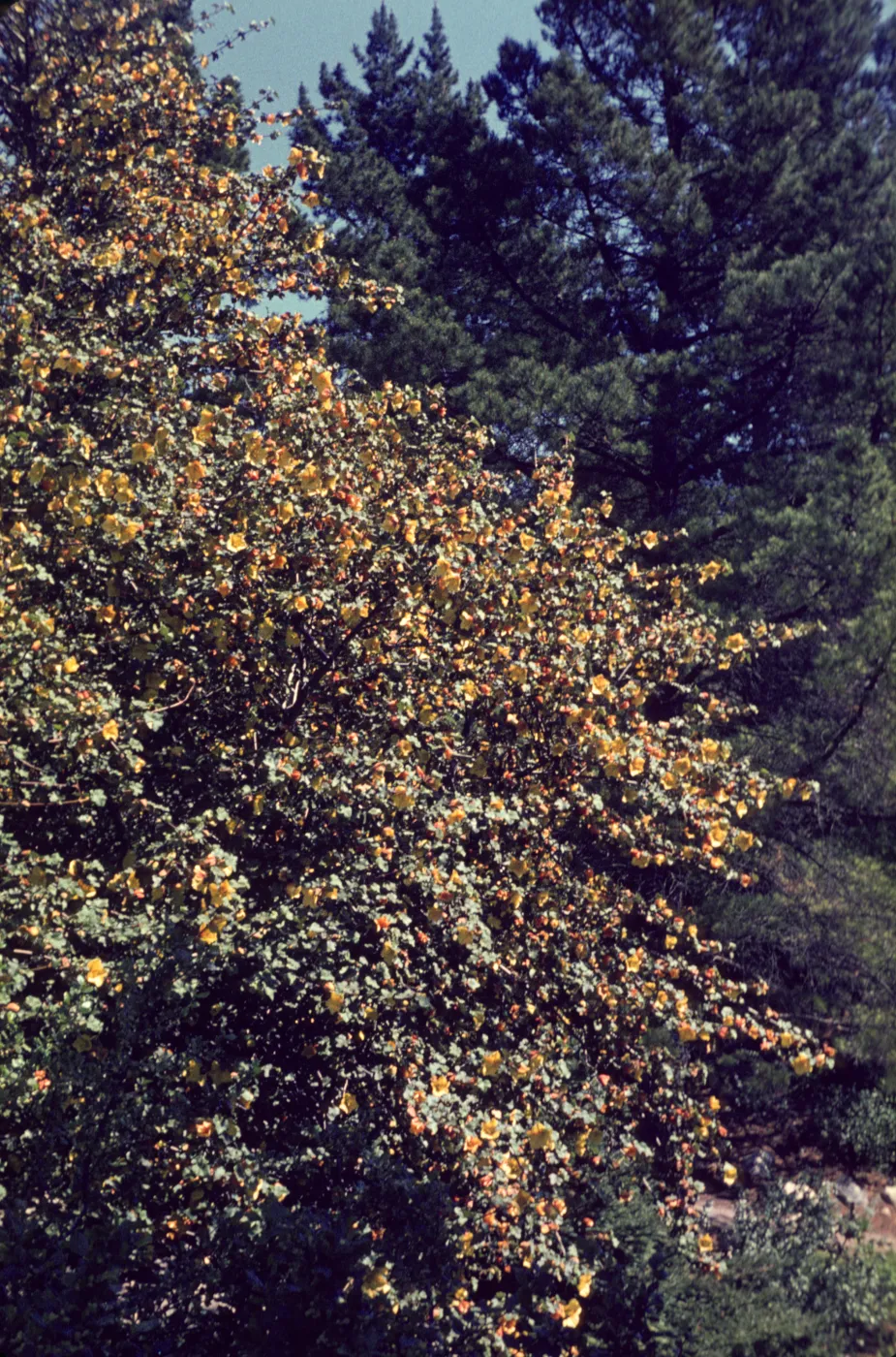 Fremontodendron blooming in Arroyo