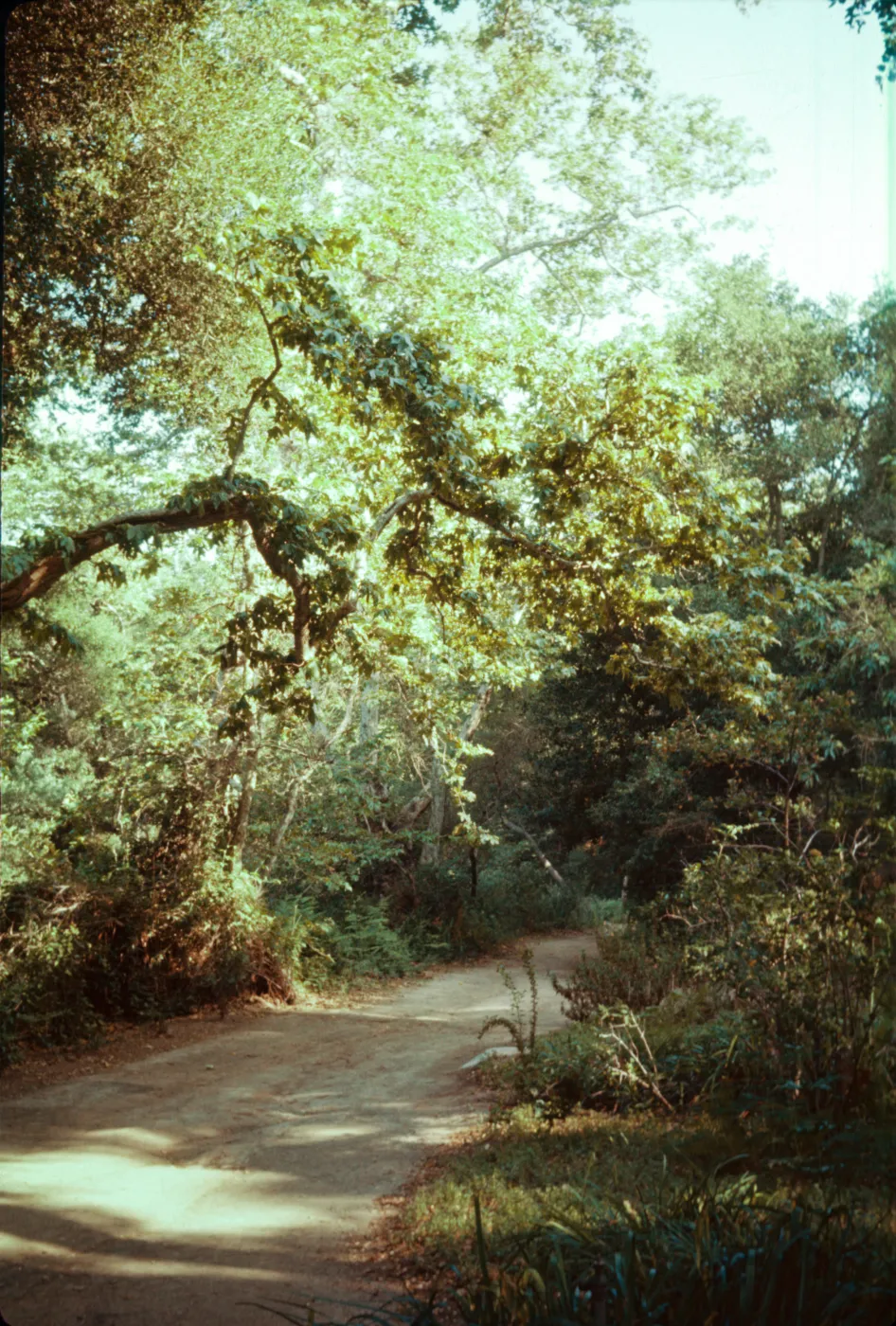 SBBG Canyon Trail