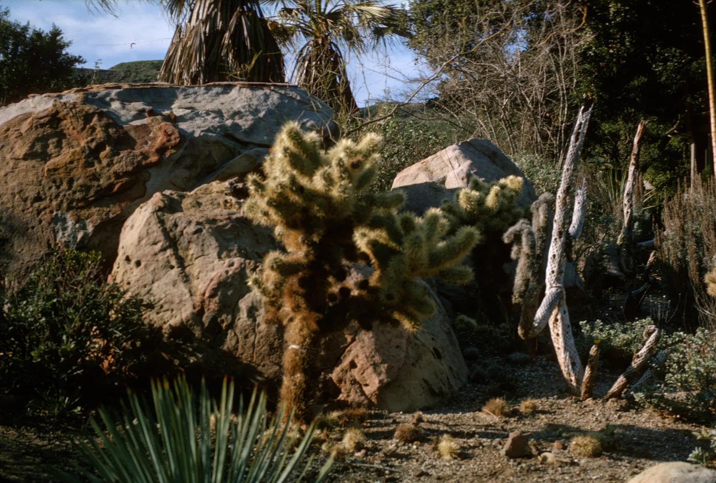 Opuntia (Prickly-pear) cactus in Desert Section
