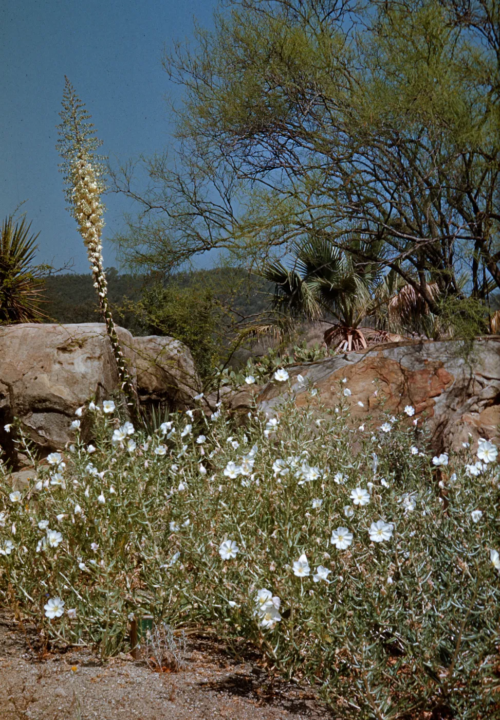 Desert section in bloom