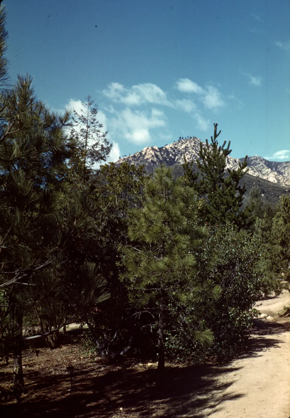 Old Foothill Section; sky is better