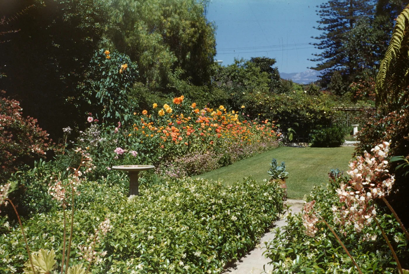 Mrs. Dillingham's Garden