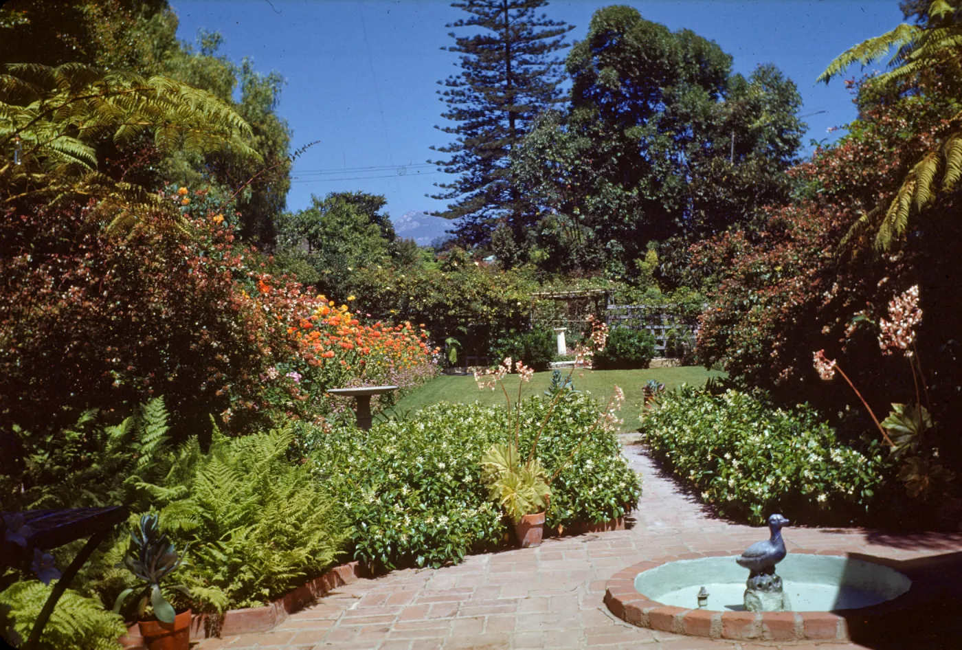 Mrs. Dillingham's Garden