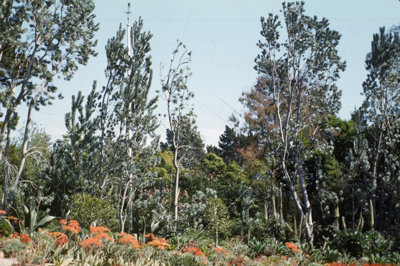 Amy Du Pont Gardens, Santa Barbara