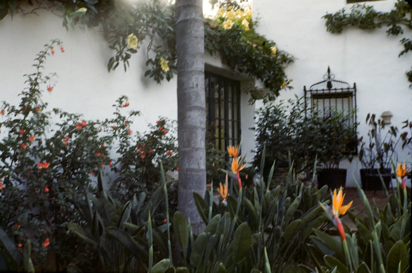 Fleming Gardens, Santa Barbara