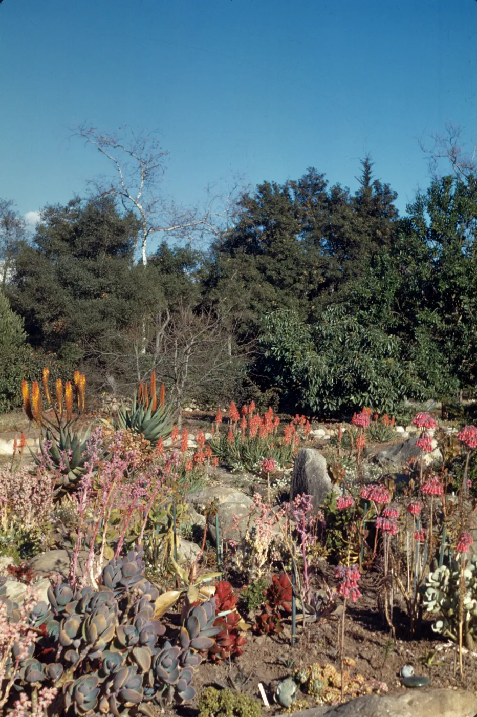 Bernard Hoffman's Garden, succulents, cacti