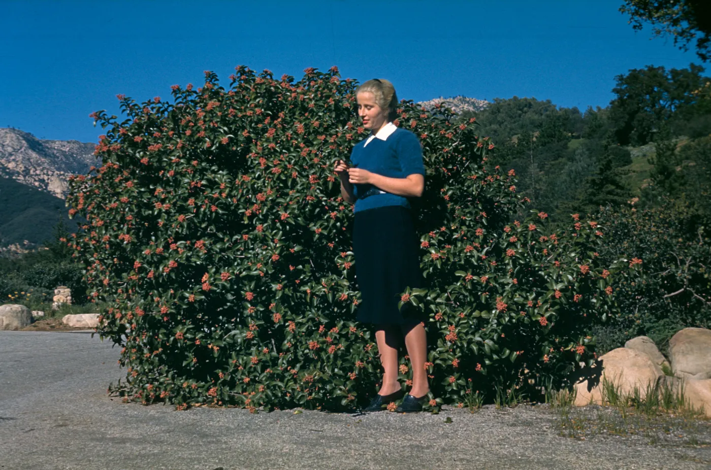 Patsy Van Rensselaer, base of Meadow, 1940s