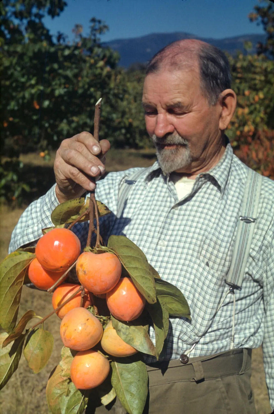 Mr. Orpet, persimmons