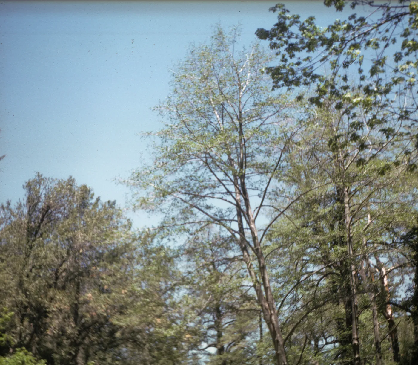 Alnus rhombifolia and Acer macrophyllam