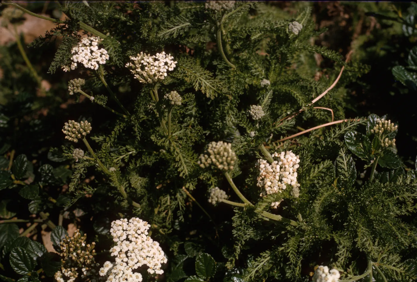 Achillea borealis ssp californica