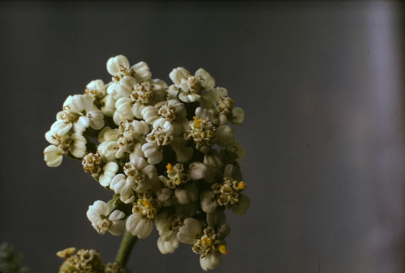 Achillea lanulosa