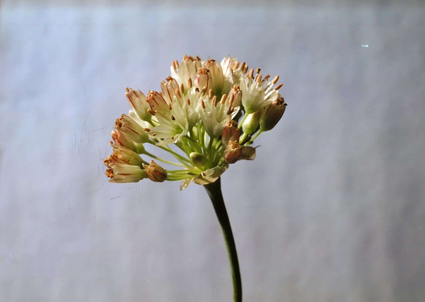 Allium howellii var clokeyi