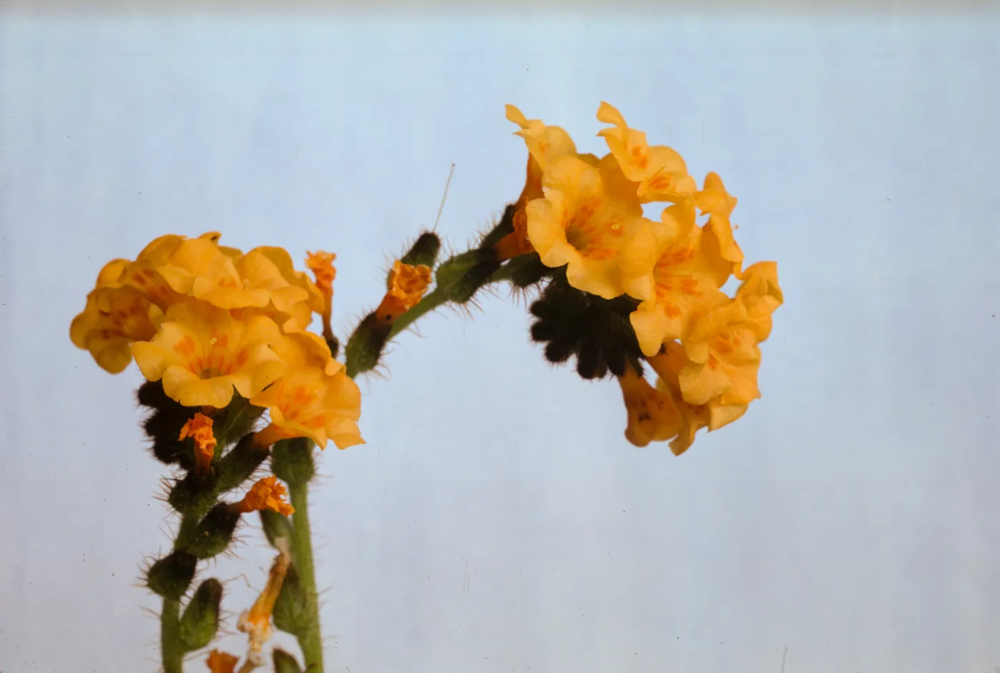 Amsinckia douglasiana